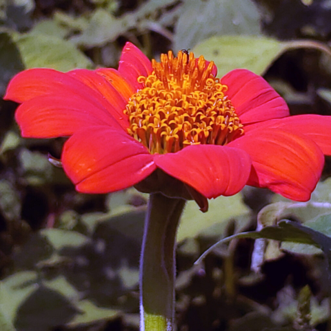 A pollinator's favorite: the Mexican Sunflower