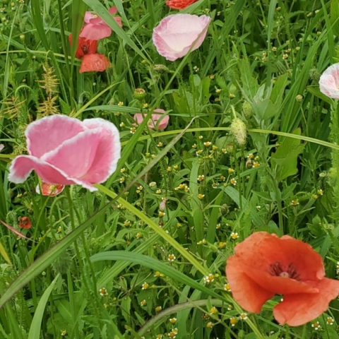 Red, orange, and yellow California Poppies