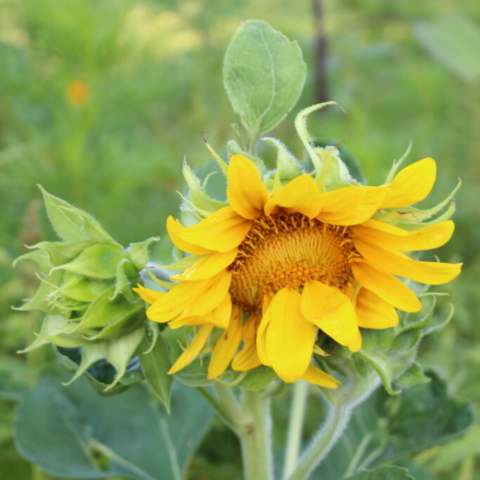 This striking mutant sunflower with its beautiful petals growing irregularly in the middle