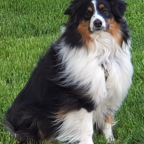 Our Australian Shepherd, Montanta, just wanting to say hi