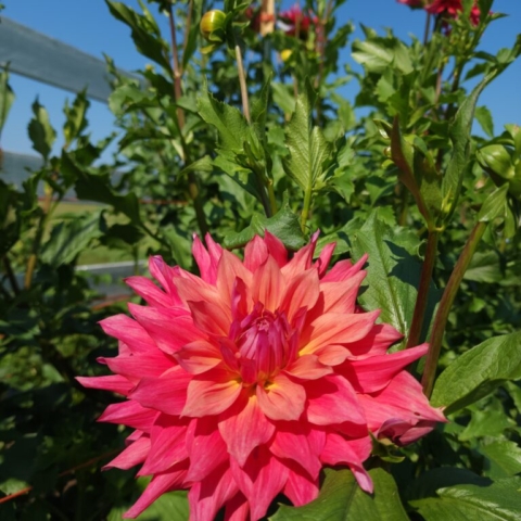 A beautiful deep pink and golden dinner plate dahlia