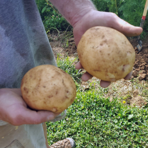 Two potatoes from the garden