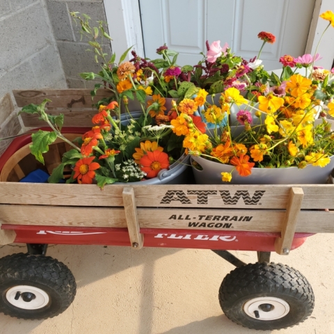 Another little red wagon of flowers