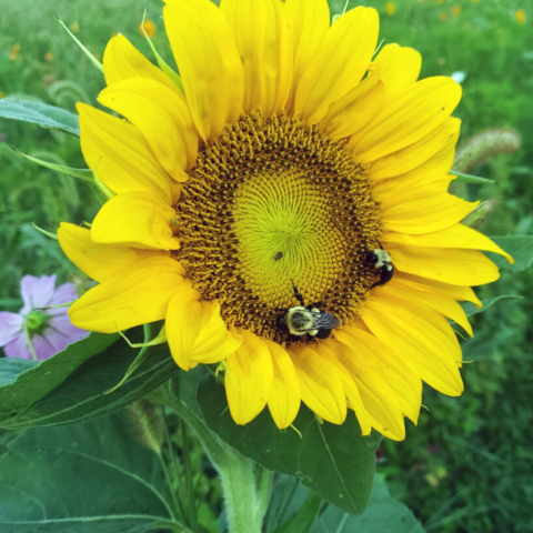 These two bumblebees don't seem to notice I am holding their sunflower.