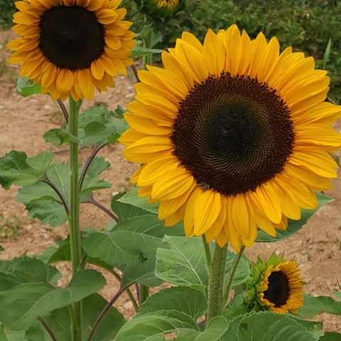 4 sunflowers at different stages of opening