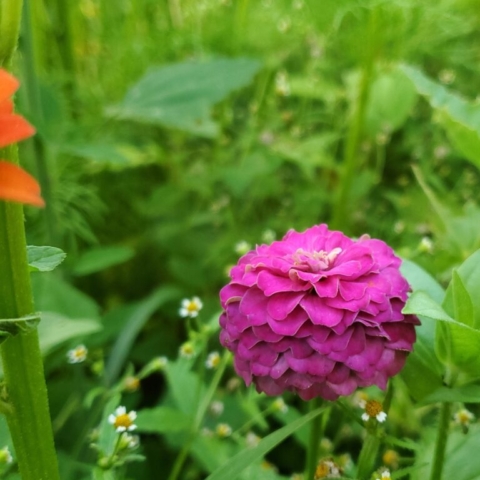 Lilac Zinnia