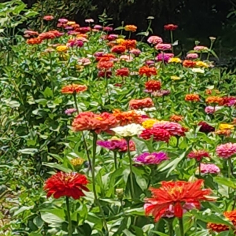 A row of multicolored giant zinnias