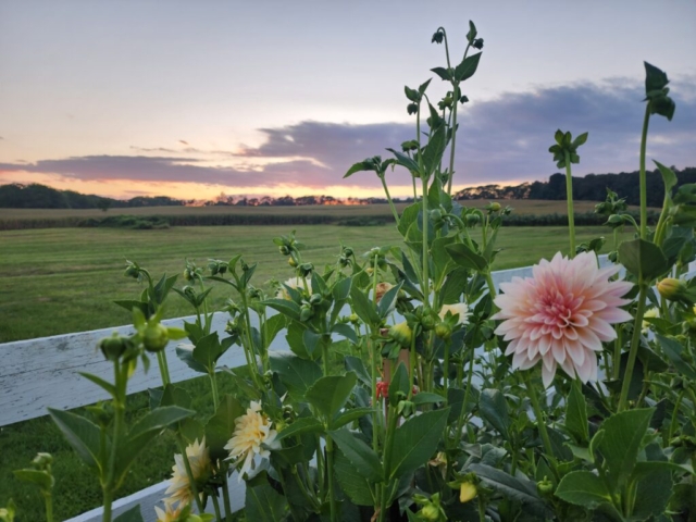 Cafe au Lait dahlias along white fence on a farm at sunset