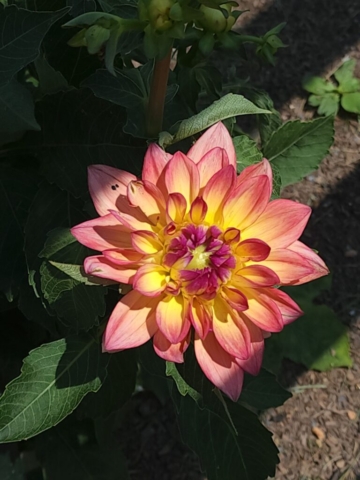 Melody Dora Dahlia