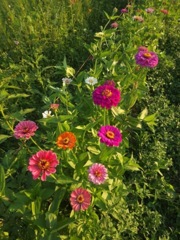 zinnias, pinks and oranges, cut flowers, cut flower farm