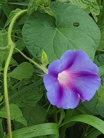 Pale Blue Morning Glory