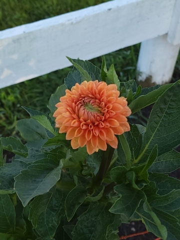 Sylvia Ball Dahlia Orange