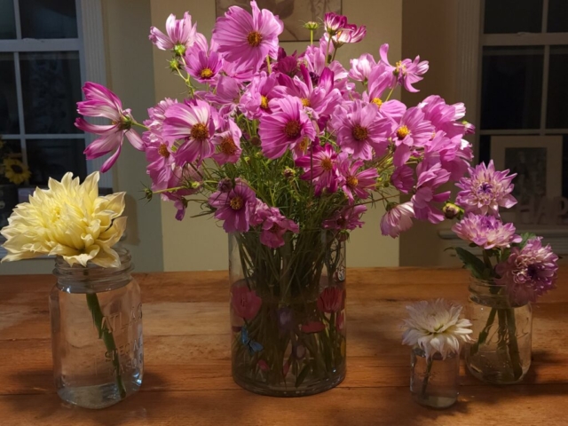 Pink Cosmos, Yellow and Purple Dahlias