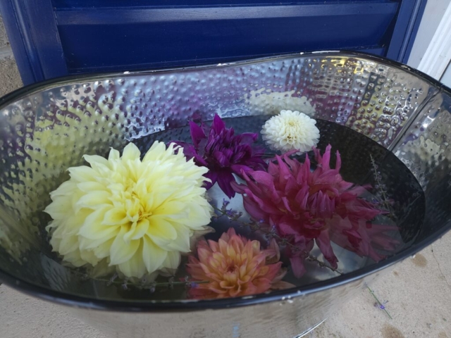 cut flower farm, dahlias in water, entertainment, party