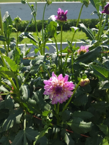 Emory Paul Dinner Plate Dahlia Lavender