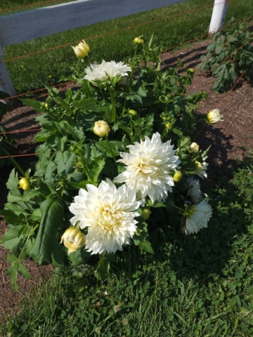 Snow Country Dinner Plate Dahlia White