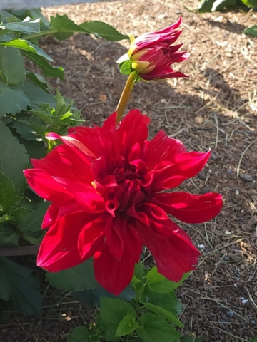 Babylon Red Dinnerplate Dahlia, cutflower farm, dahlias, decorative dahlias, red dahlias