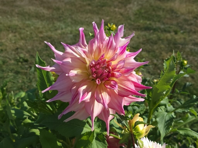 Kogana Fubucki Dinnerplate Dahlia, cutflower farm, dahlias