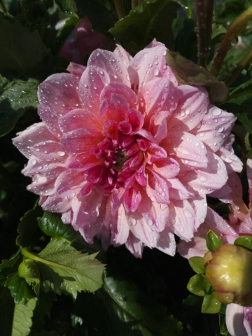 Otto'sThrill Dinner Plate Dahlia with Raindrops, dahlia, cutflower farm, pink dahlia