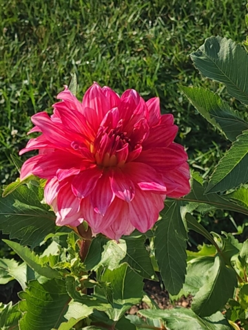 Islander Dinner Plate Dahlia, cut flower farm, dahlias, pink dahlias