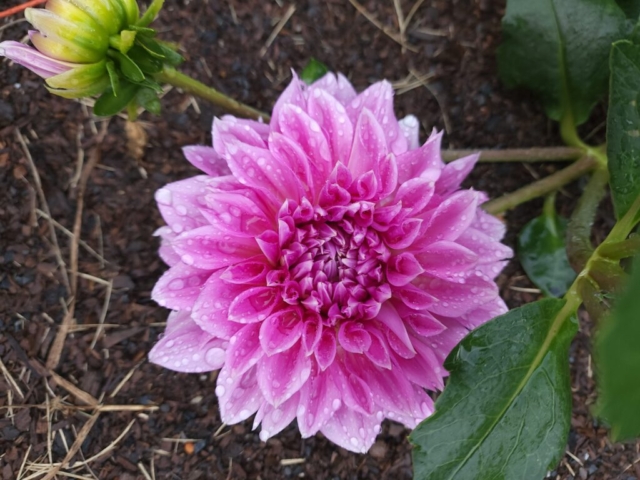 Lavender Perfection DInner Plate Dahlia, Cutflower farm, lavendar dahlia