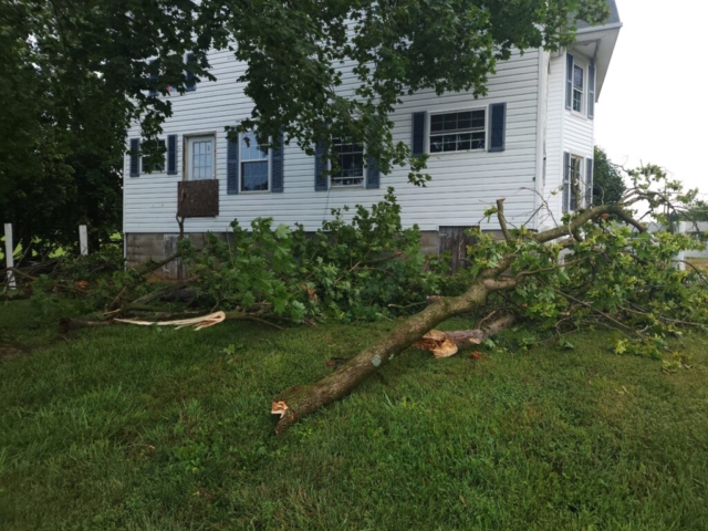 Large maple tree branches downed by wind storm