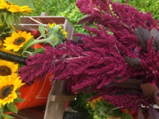 Beautiful Garnet Red amaranth next to freshly harvested sunflowers