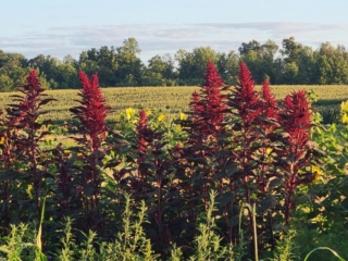 Amranth growing next to sunflowers at a farm