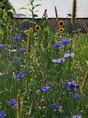 Dark blue and light blue bachelor buttons in front of four sunflowers in a farm garden