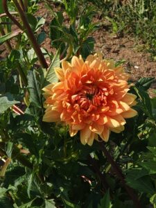 Orange dahlia still on the dahlia plant