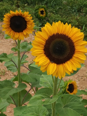 4 sunflowers all at different stages of opening