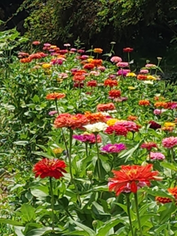 A garden row of multi-colored giant zinnias