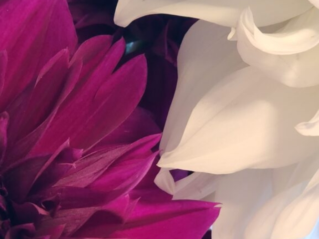 Purple and white dahlia petals.