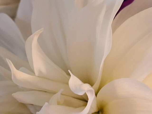 White dahlia petals