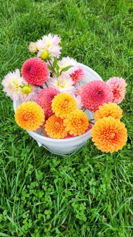 White bucket of orange, pink, and white dahlias sitting in green grass