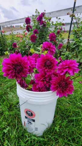 Thomas Edison (purple) dahlias in a white bucket in front of more dahlias on the bush