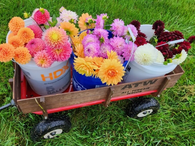 Dahlias of a vareity of colors in a wagon in green grass