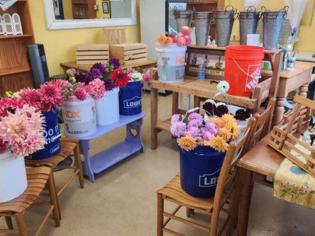 Miscellaneous dahlias in a farm store after the close of the season