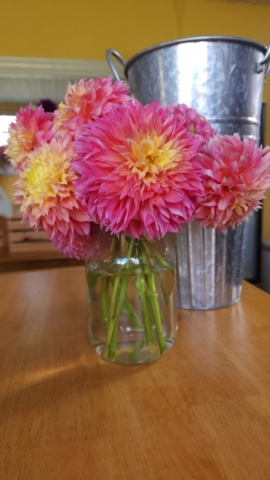 Pink and yellow Kogana Fubuki dahlias on top of a wooden table next to a tin flower bucket